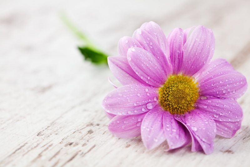 flowering plant, softness, table, drops, close-up, flower, dew, season, blossom, botany, nature, summer, macro, white, wood - Material, bouquet, leaf, fragility