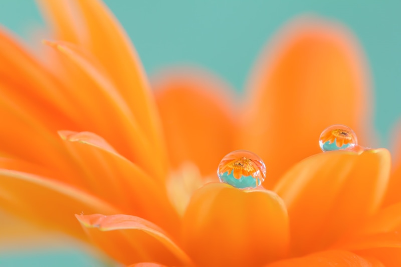 daisy, 5K, orange, close-up, bloom, plant, nature, petal, flower, dew, drop, gerbera