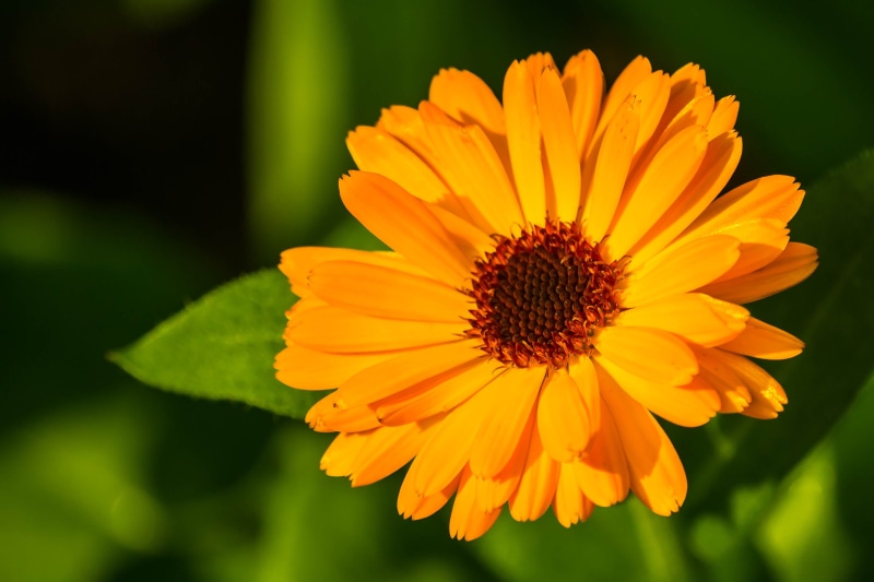 Orange, Lodi, focus, yellow, Crop, Nikon, flower, summer, nature, 2K, selective focus, Daisy, Gerbera, sunflower, close-up, photography, d3100, selective