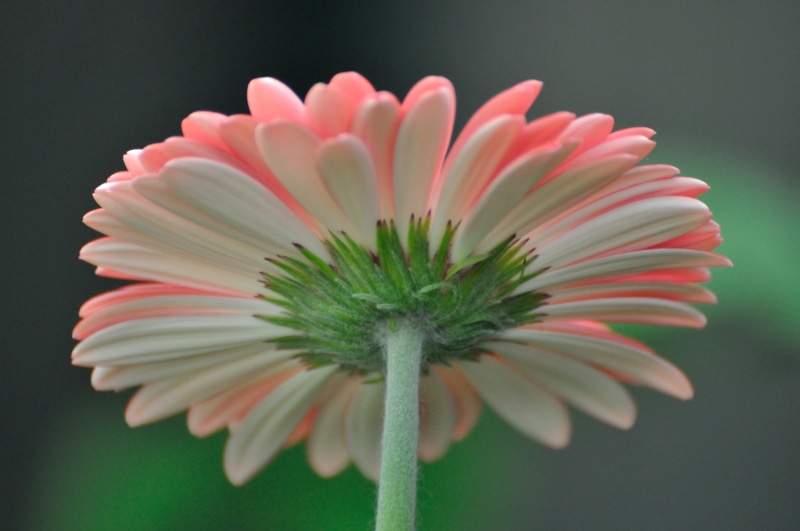 daisy, macro, Macaw, close-up, summer, white, England, petal, Nature, gerbera Daisy, flower, beauty In Nature, 4K, white flower, Nikon, flower Head, pink
