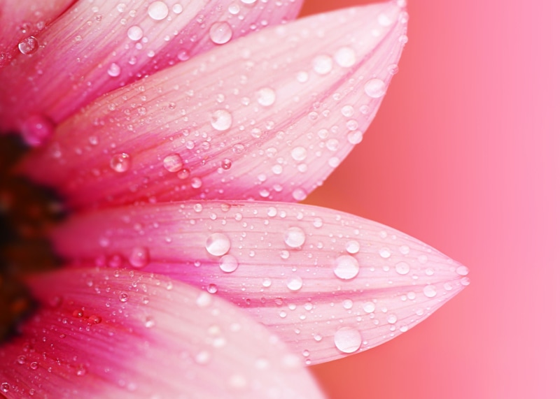 plant, petal, nature, pink, close-up, flower, purity, water drops, pink color, outdoors, water, wet, drop, plants, 2K, pollen, macro, freshness, flowers