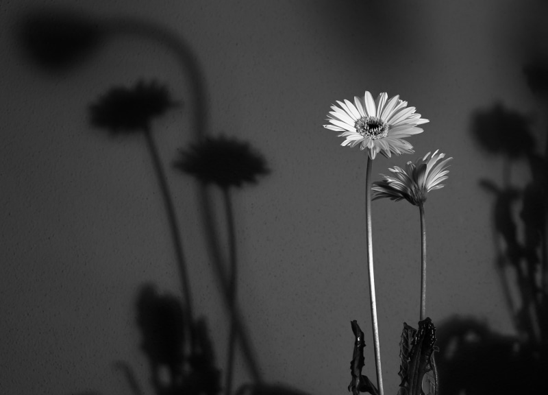 nature, 4K, shadow, two, photo, white, flowers, black And White, x-e1, flower, Gerbera, fuji, monotone