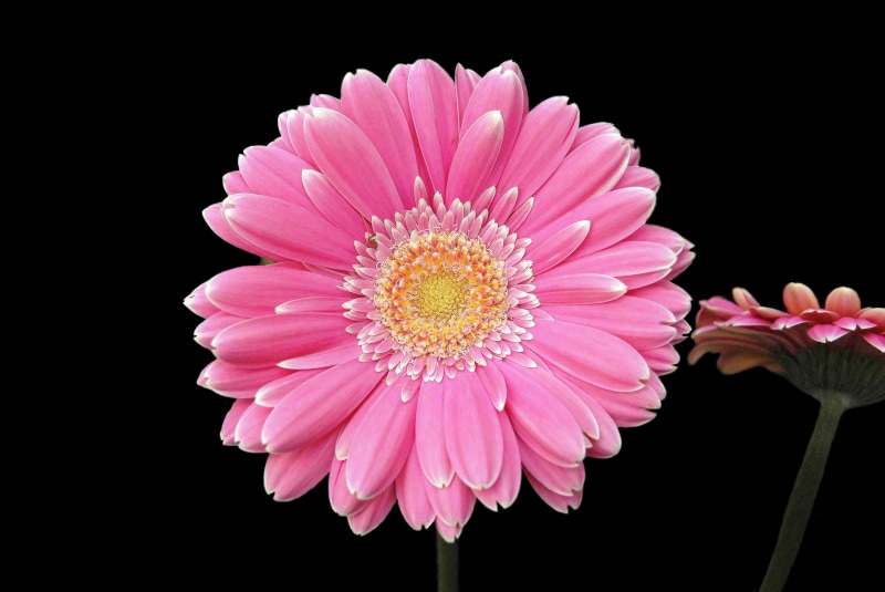 4K, gerbera flower 4k desktop  hd  download