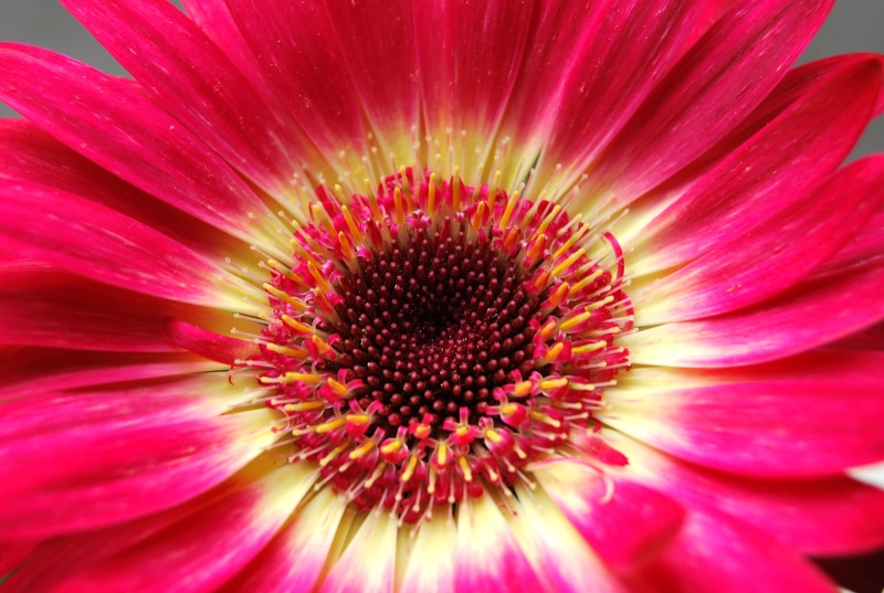 gerbera Daisy, white, Fiori, plant, botany, petal, pink Color, Flowers, 2K, daisy, Gerbera, freshness, summer, beauty In Nature, macro, nature, white flower