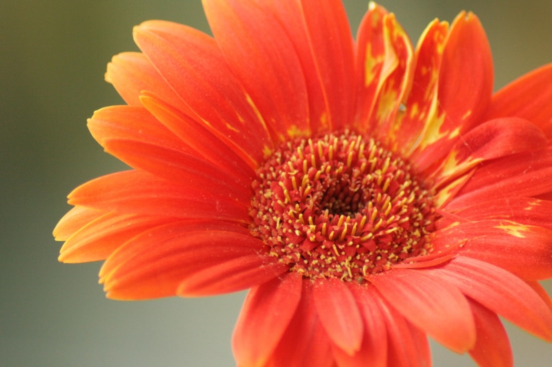 summer, home, close-up, gerbera Daisy, yellow, com, flower, ulsoor, flower Head, balcony, plant, single Flower, pink, beauty In Nature, Red, petal, nature