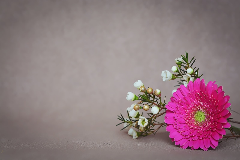 flower arrangement, bloom, flower head, freshness, spring flower, nature, blossom, inflorescence, backgrounds, celebration, negative space, no people, gerbera