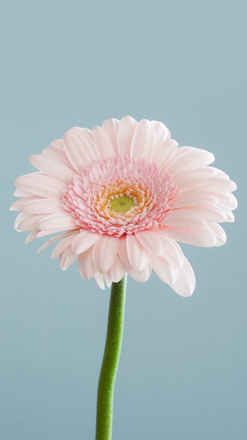 vulnerability, fragility, blue background, flowering plant, plant, beauty in nature, vertical, close-up, indoors, pink color, freshness, nature, growth