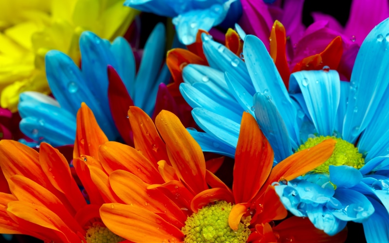 colourful, 2K, blue, gerbera, flowers, yellow, daisy, orange