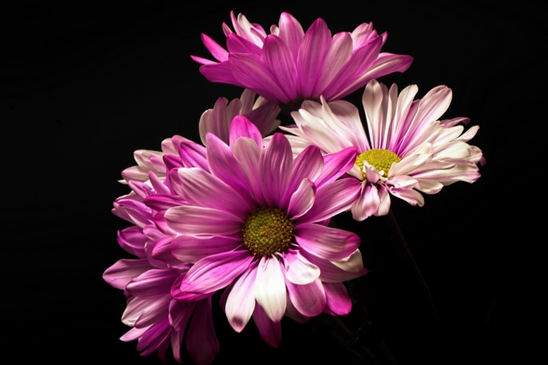 nature, 1080P, plants, vulnerability, flower head, no people, inflorescence, pink color, flowering plant, black background, indoors, simple background