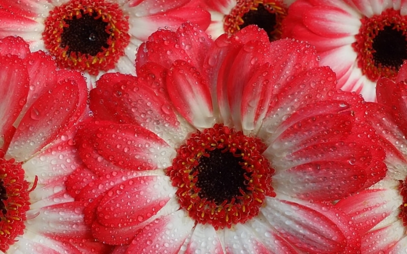 Droplets, White, Red, Photography, Water, 720P, Macro, Petals, Gerberas