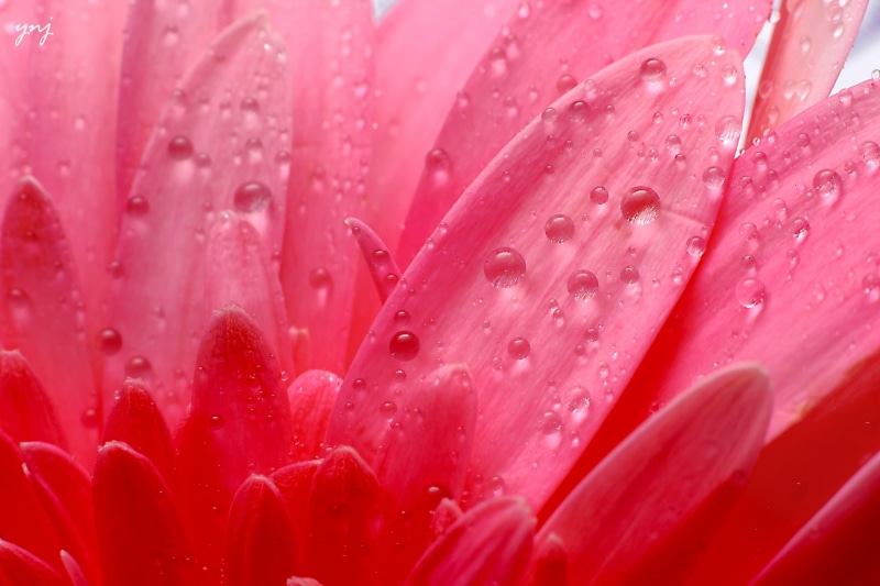botany, plant, nature, 1080P, Gerbera, 1000d, petal, Canon Rebel, macro, Drops, water, XS, close-up, Daisy, flower Head, pink Color, Flower, tubes, extension