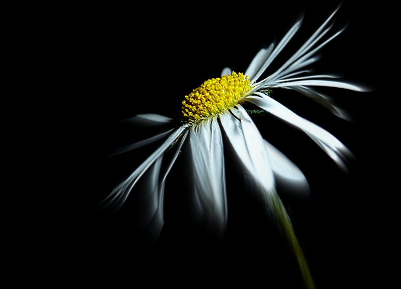 daisy, black Background, plant, close-up, 5K, gerbera Daisy, flower, single Flower, white, photo, background, black, isolated On Black, nature