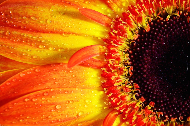 flowers, flower Head, vibrantly, macro, full frame, wellbeing, ripe, water, freshness, backgrounds, flower, food, petal, food and drink, daisy, single Flower