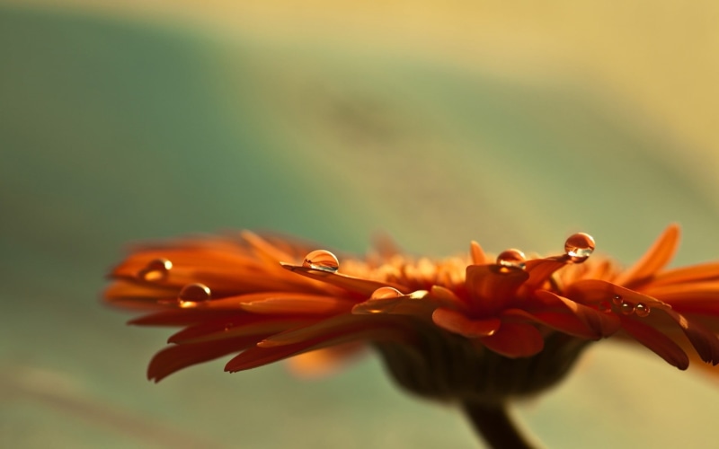 formal Garden, multi Colored, flowering plant, insect, petal, gerbera, growth, springtime, close-up, color Image, orange, season, macro, flower, flowerbed