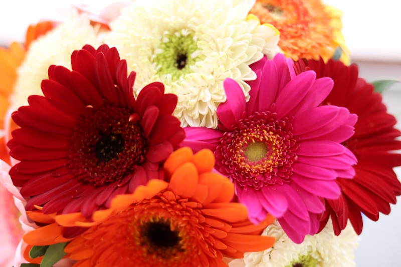 pink color, gerbera, petal, nature, bouquet of gerberas, fragility, close-up, growth, gerbera flower, vulnerability, 5K, freshness, daisy, no people, flower head