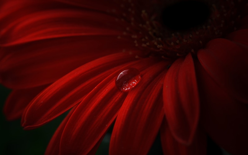 Drops, Petals, 1080P, Water, Gerbera, Red, daisy