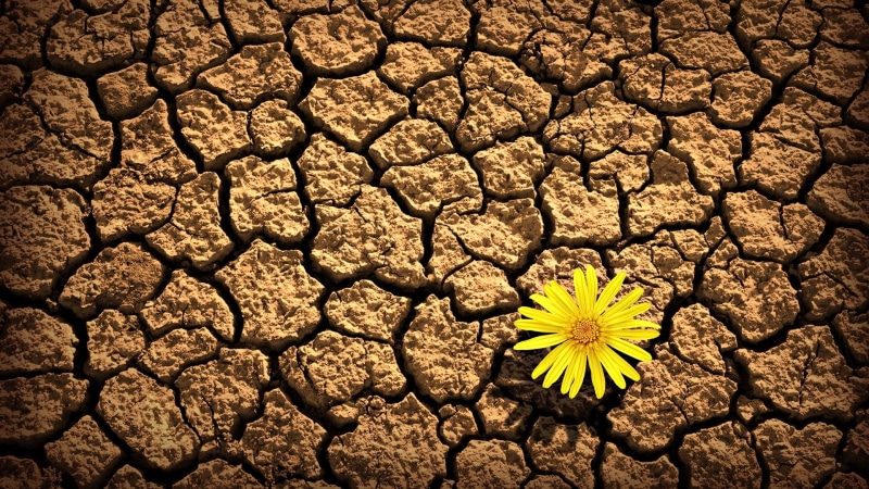 heat - Temperature, pattern, rough, climate, 1080P, flower head, brown, drought, inflorescence, daisy, textured, high angle view, mud, macro, freshness