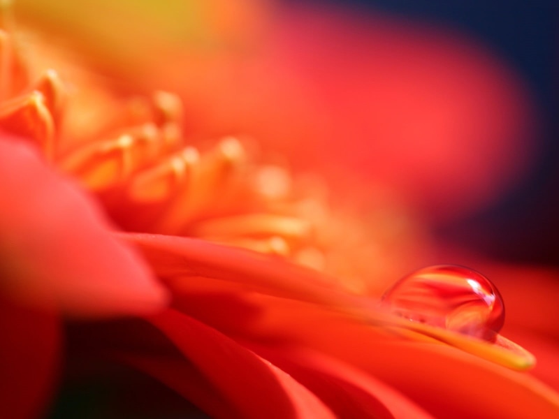 people, flowering plant, beautiful woman, petal, hand, gerbera, adult, human body part, plant, water drops, freshness, orange, beauty in nature, healthcare and medicine