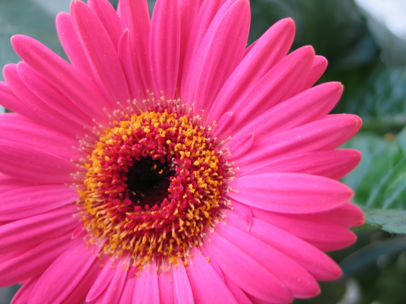 shot, Flower, nature, petal, macro shot, 2K, plant, macro, flower Head, summer, daisy, close-up, gerbera Daisy, pink Color, pink