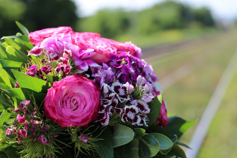 leaf, petal, outdoors, dianthus, rose - flower, deep sadness, flowering plant, exam stress, help kids and teens, stop child suicide, education can kill