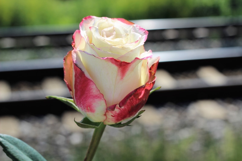 freshness, flowering plant, no people, 5K, prevent suicide, stop bullying in schools, nature, flower, horror education system, home pressure, plant, education can kill