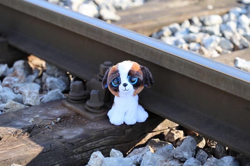 protect kids and teens, school stress, animal, 5K, railway, lost friend, mammal, help kids and teens, stop physical abuse, academic stress, animal themes