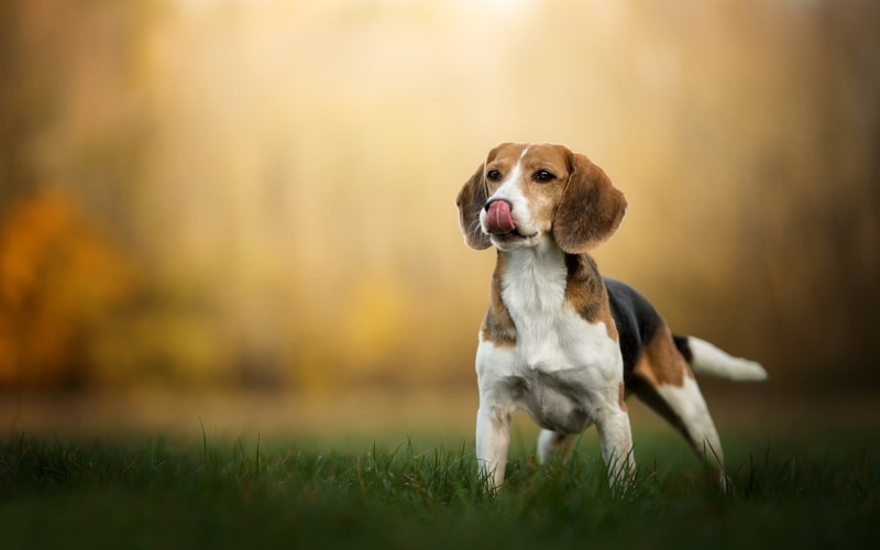 Dogs, Beagle, 1080P