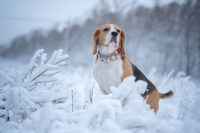 winter, snow, Beagle, 1080P, dog