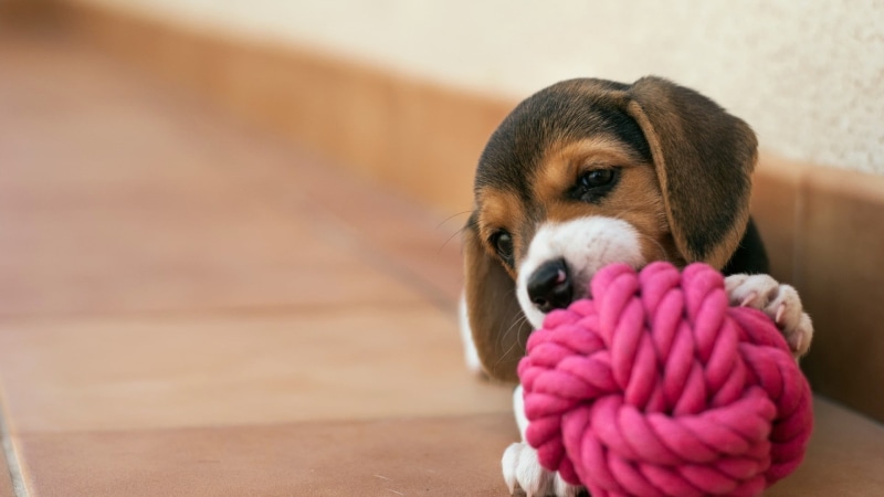 indoors, wool, brown, beagle, canine, cute, hardwood floor, small, animal body part, purebred dog, domestic, puppies, animal, animal head, puppy, warm clothing