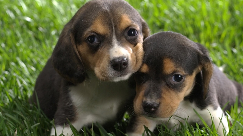 mammal, young animal, cute, pets, beagle, puppy, dog, two, portrait, puppies, no people, baby animals, animals, animal, Beagles, canine, grass, looking at camera