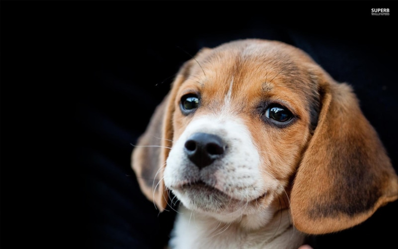 animals, adorable, precious, 1080P, puppy, animal, beagle, sweet, cute