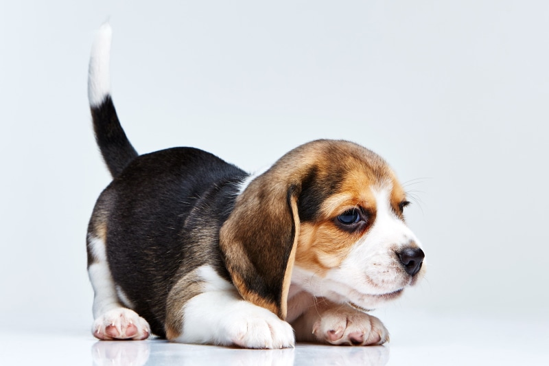 2K, beagle