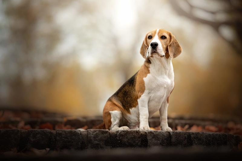 background, look, 1080P, nature, autumn, bokeh, dog, Beagle
