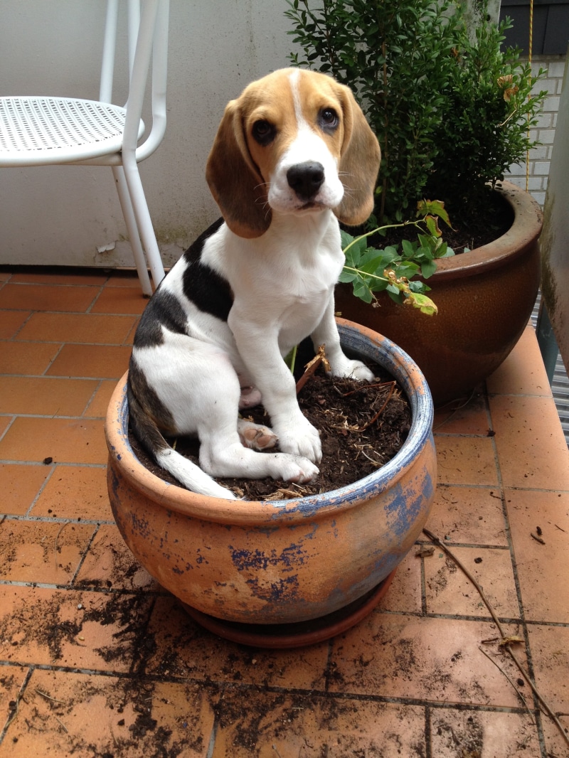 looking at camera, flowerpot, beagle, nature, vertebrate, tiled floor, no people, day, animal, indoors, domestic, dog, plant, pot, round, one animal, flooring