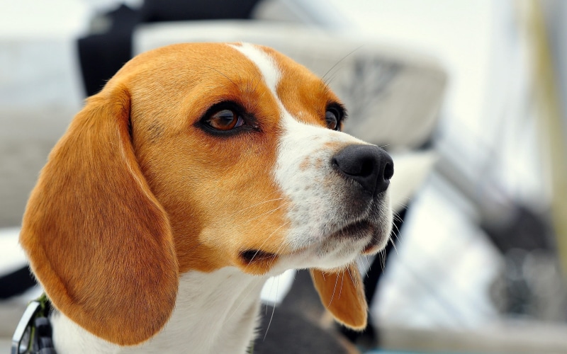 focus on foreground, hound, 2K, whisker, animal Nose, jack russell terrier, white, animal Eye, coonhound, looking, young Animal, looking away, vertebrate