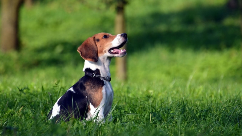 dog, Beagles, 1080P, animals, grass