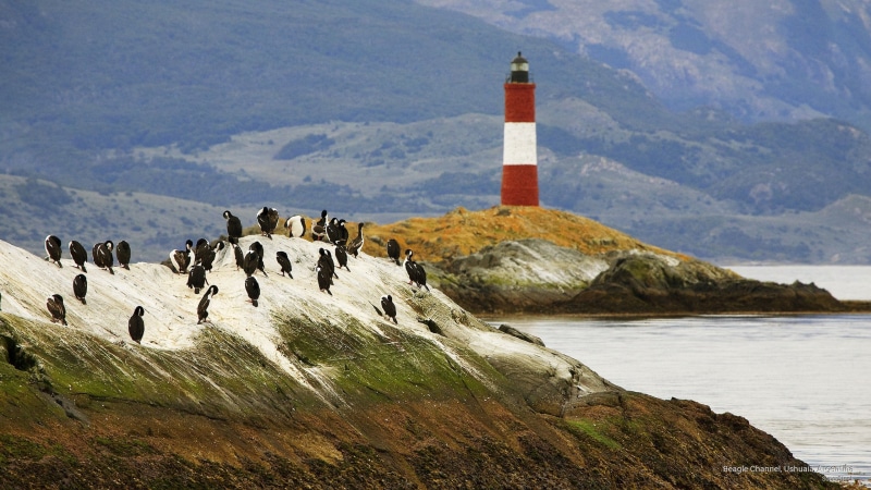 beagle, argentina, ushuaia, channel, Birds, 2K