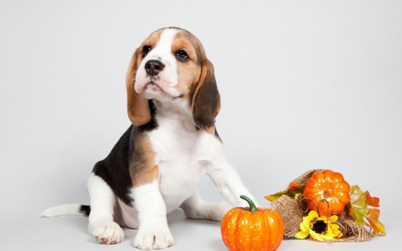 Dogs, Puppy, Dog, 1080P, Beagle