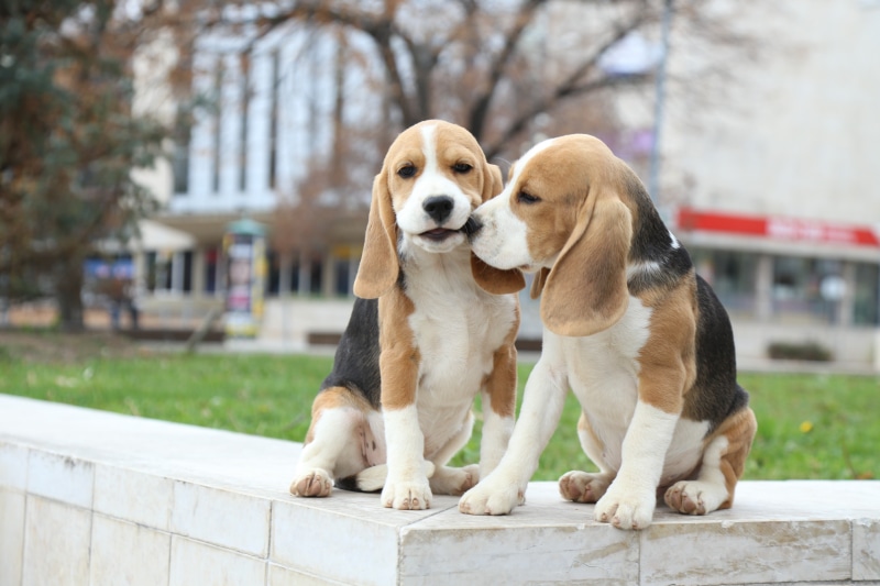 vertebrate, day, animal themes, looking, domestic, animal, 5K, sitting, canine, dog, pets, retriever, mammal, domestic animals, one animal, labrador retriever