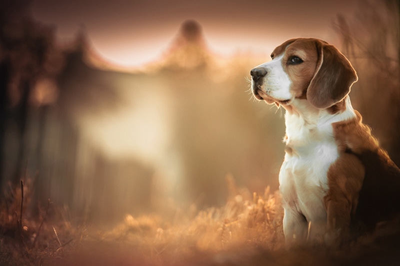 depth of field, blurred, dog, animals, 1080P, Beagles