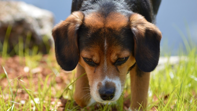 vertebrate, animals, closeup, one animal, no people, domestic animals, domestic, plant, looking at camera, portrait, mammal, dog, pets, grass, canine, black