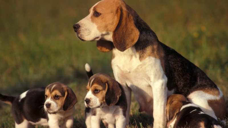 no People, puppy, friendship, domestic Animals, grass, small, mammal, two animals, hound, portrait, nature, purebred Dog, focus on foreground, looking away