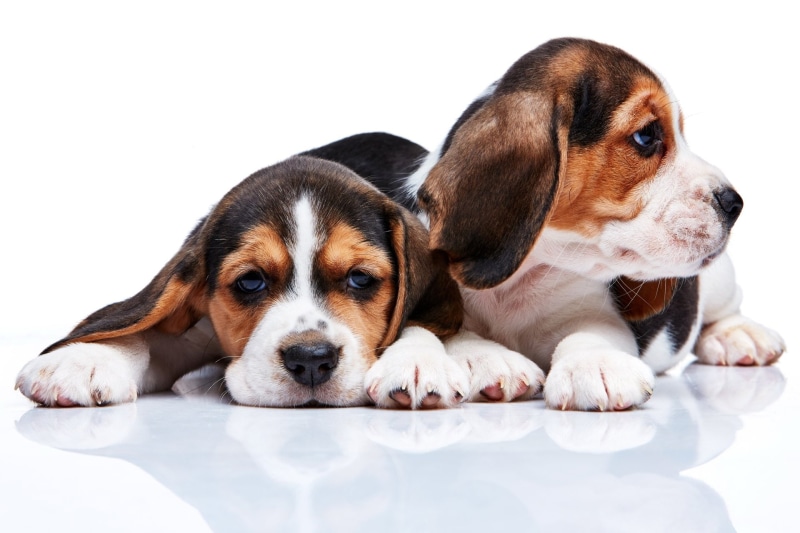 Beagle, Dogs, 1080P