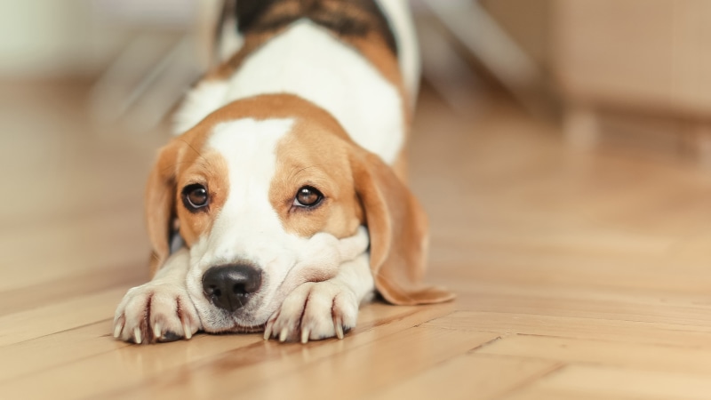 Beagle, Dog, 4K, Stretch