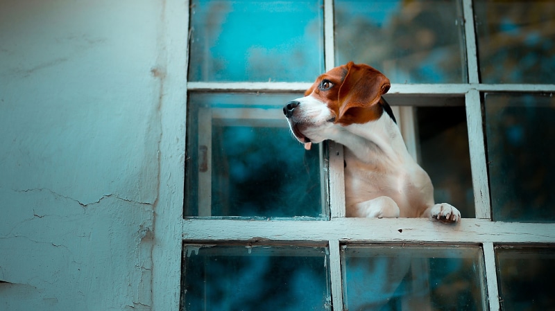 window, dog, Beagle, 1080P