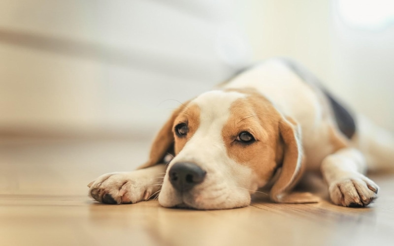 floor, 720P, beagle, dog