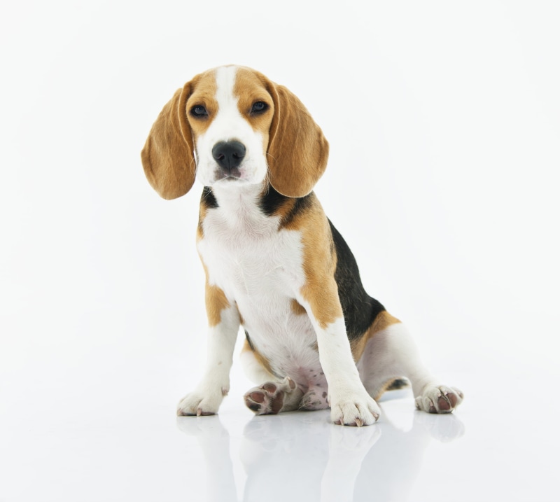 mammal, small, cute, pet, animal themes, animal, purebred dog, young animal, puppy, domestic animal, cut out, indoors, purebred, beagle, dog, innocence