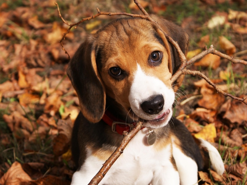 sweet, playful, animals, autumn, beagle, animal, 2K, funny, nature, puppy