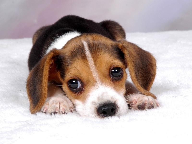 720P, looking, animal, animals And Pets, mammal, animal eye, cute, purebred Dog, cavalier king charles spaniel, black, portrait, pets, puppy, animal Head
