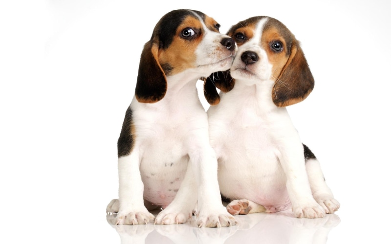 beagles, animal, puppy, animals, kiss, loyal, love, 1080P, beagle
